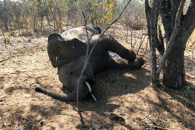 Zimbabwe Officials Blame Bacterial Disease for Elephant Deaths