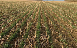 Only 36% of winter wheat crops rated in good or excellent condition as dry spring takes it toll