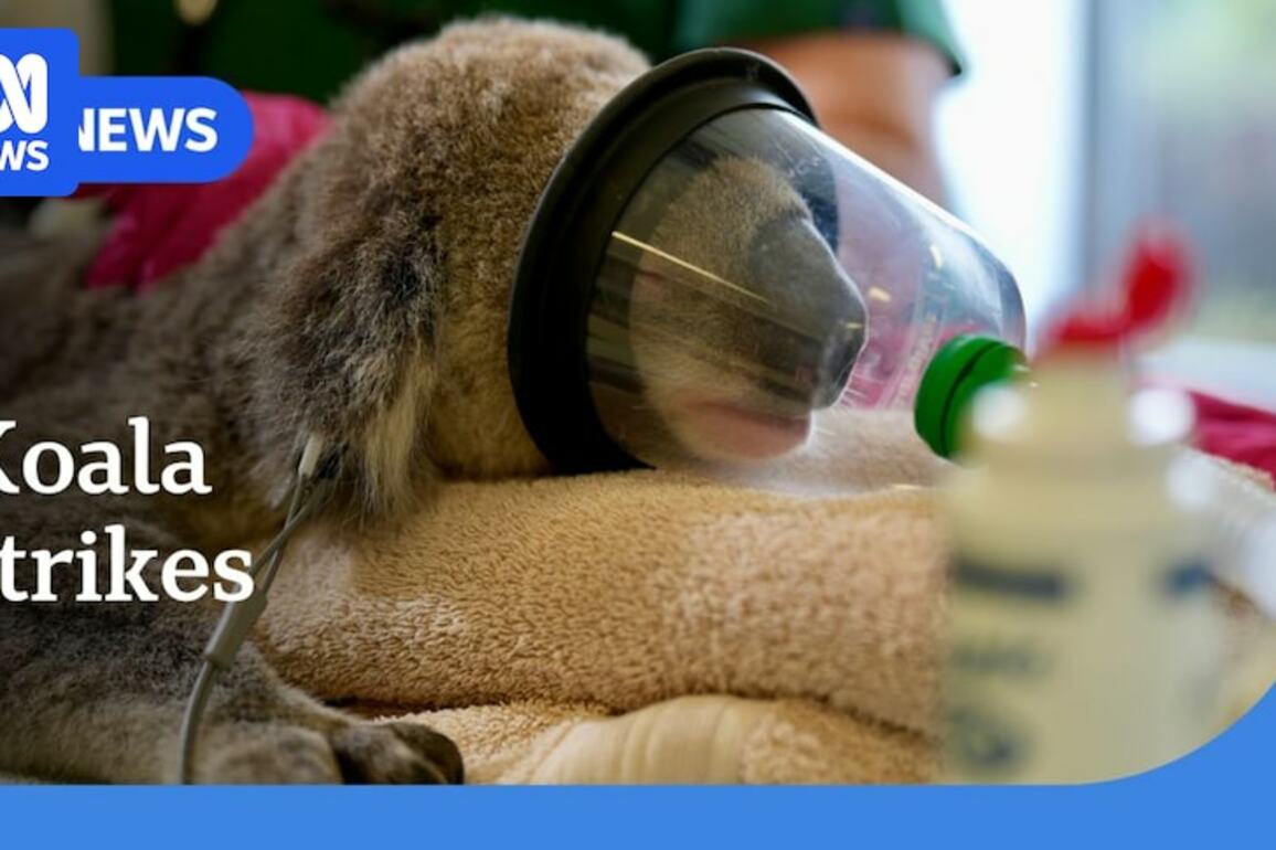 The Sydney surburban sprawl thats a death zone for koalas