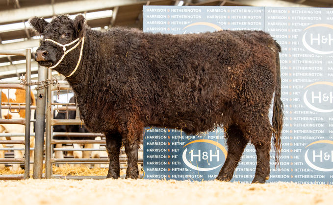 Culmark Gerty, 3,900gns