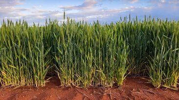 GIWA estimated WA's crop production at 22.66mt, but added the current potential was at least equal to 2025.