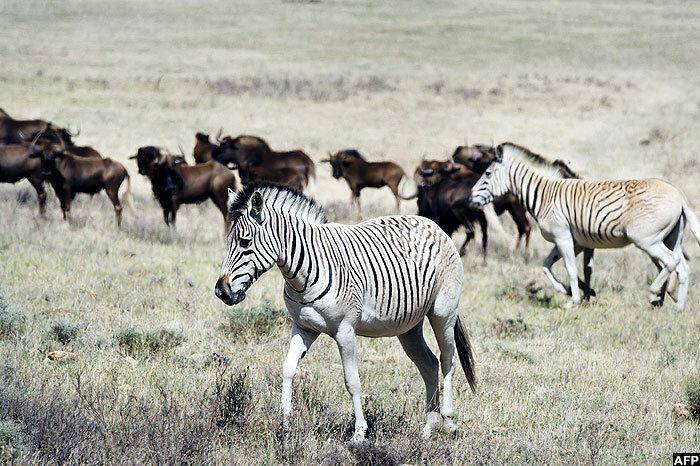  au quagga walk with wildebeests on landsfontein farm he animals roaming over a wide plain encased by jagged mountain ranges look like quaggas a subspecies of the plains zebra  but quaggas are extinct