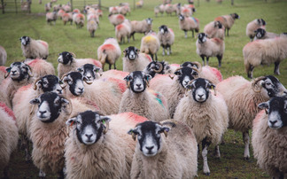 Pre-lambing ewe nutrition: The key to strong lambs and quality colostrum