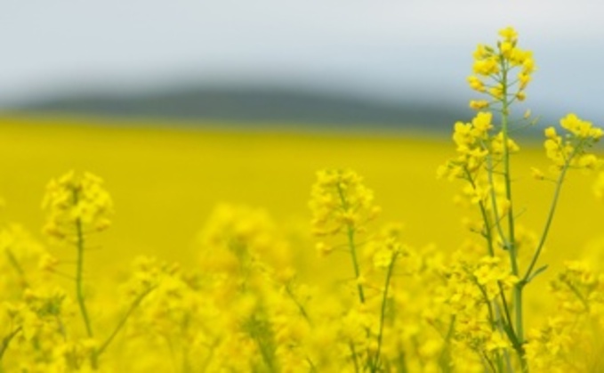 Variable oilseed rape results reflect a difficult season