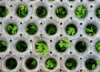 ESG and Climate Goals - The role of Fiduciary management