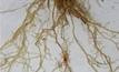 Soil acidity could increase risk of root lesion nematodes