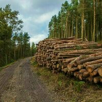 UK must grow more of its own wood to meet climate goals - new research
