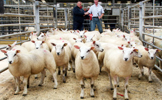 Average up at first Skipton store lamb sale