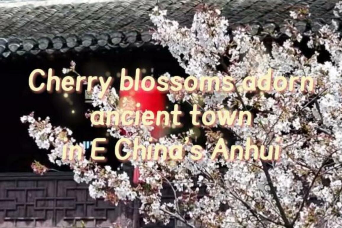 60"FlyOverChina | Cherry blossoms adorn ancient town in E China's Anhui