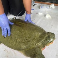 "India's first satellite-tagged Ganges softshell turtle released at Kaziranga": Assam CM Himanta Sarma