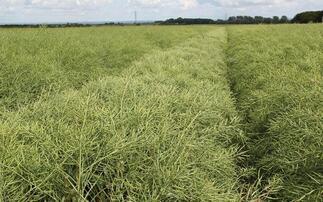 How to turn OSR back into the grass weed 'cleaning crop' in the rotation once again