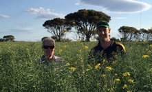 Canola hybrids a perfect fit for WA farmer