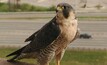 Amadeus swoops on Falcon