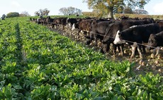 Top tips for grazing fodder beet