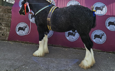 Magic Mike takes Shire supreme title at National Show