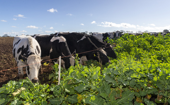 Top tips for outwintering dairy cattle