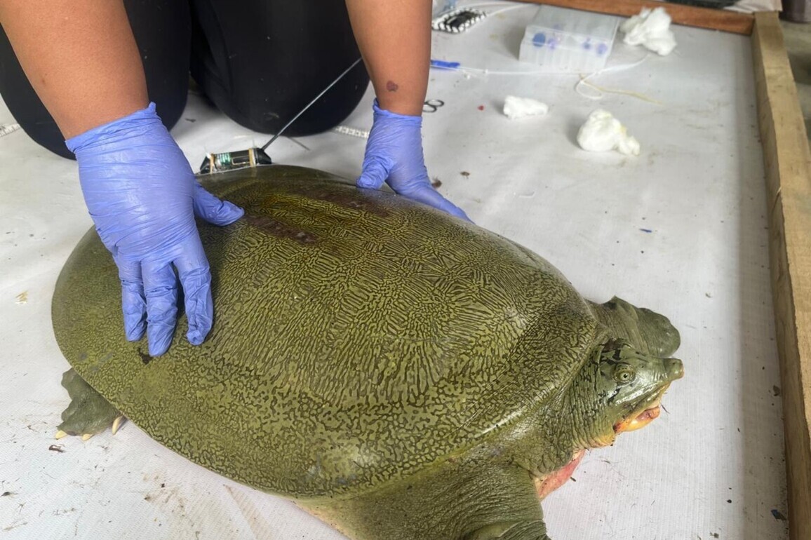 "India's first satellite-tagged Ganges softshell turtle released at Kaziranga": Assam CM Himanta Sarma