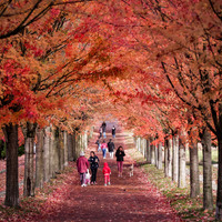 CANADA-VANCOUVER-AUTUMN FOLIAGE
