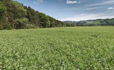 Forage peas: A protein possibility for the dairy herd?