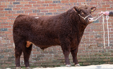 Luing bulls top at £18,900 at Castle Douglas