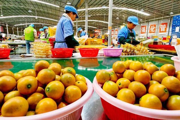 South China's "golden oranges" eye broader market with quality upgrades