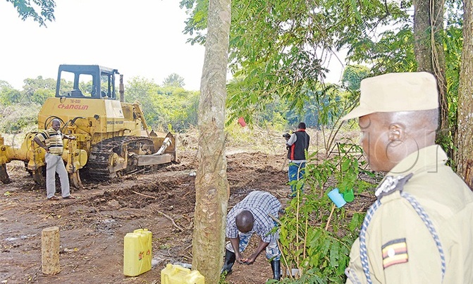 Sugarcane growing: NEMA on the spot over Bugoma forest giveaway Sugarcane growing: NEMA on the spot over Bugoma forest giveaway