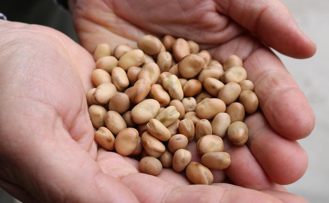Home-grown faba beans show promise as lower-carbon protein for livestock feed