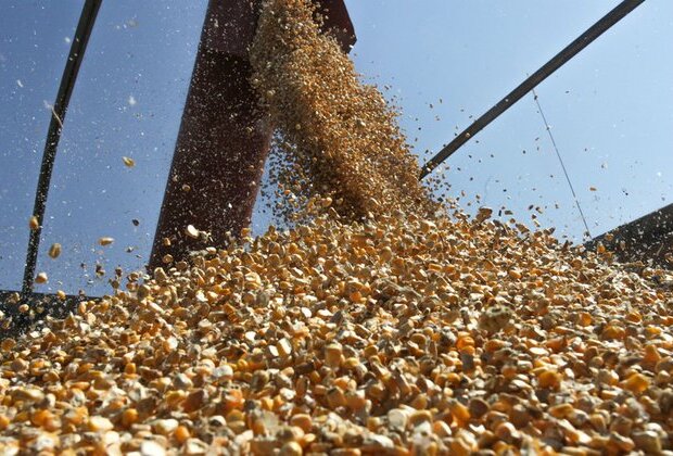 World&#039;s biggest grain stockpile revealed