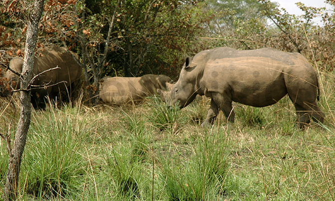 African tourism alarmed by rhino, elephant losses African tourism alarmed by rhino, elephant losses