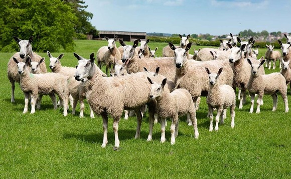 Founding Bluefaced Leicester flock still going strong
