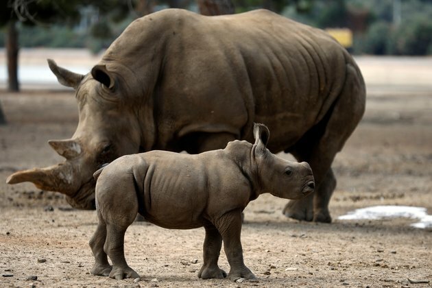 Namibia Rhino Poaching Drops in 2019, After Sharp Rise Last Year