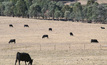  Be prepared: Continually assess livestock and pasture conditions so de-stocking can take place before prices and livestock conditions have dropped. Photo: Pamela Lawson