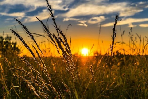 India's Q1 agri exports decline 3% due to Red Sea crisis