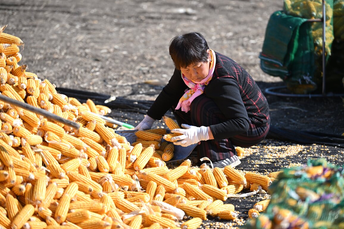 CHINA-TIANJIN-HARVEST (CN)