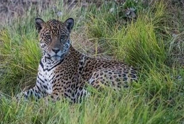 International Jaguar Day celebrated at National Zoological Park in Delhi