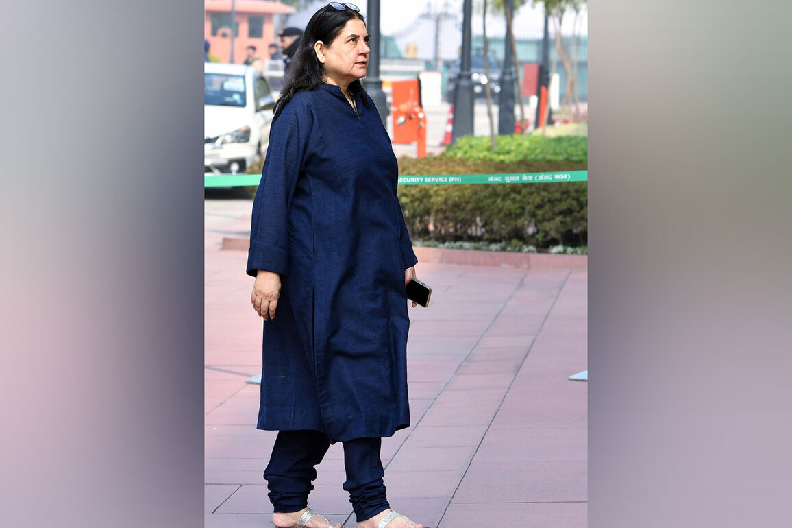 Judges doing "disservice" to India: Maneka Gandhi criticises SC's order on stray dogs