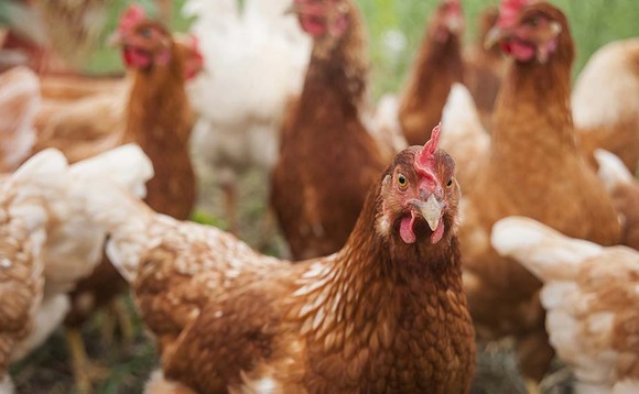 Bird flu threat raises poultry farmers' insurance premiums