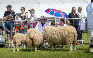 Charollais takes the top spot in the sheep rings 