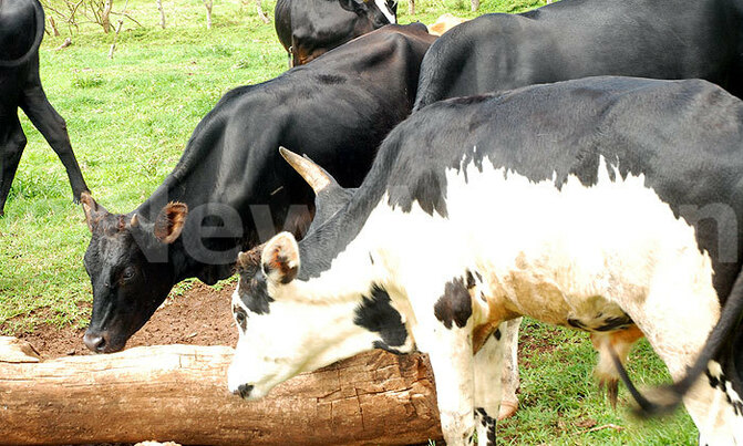 Gene editing mulled for improving livestock Gene editing mulled for improving livestock
