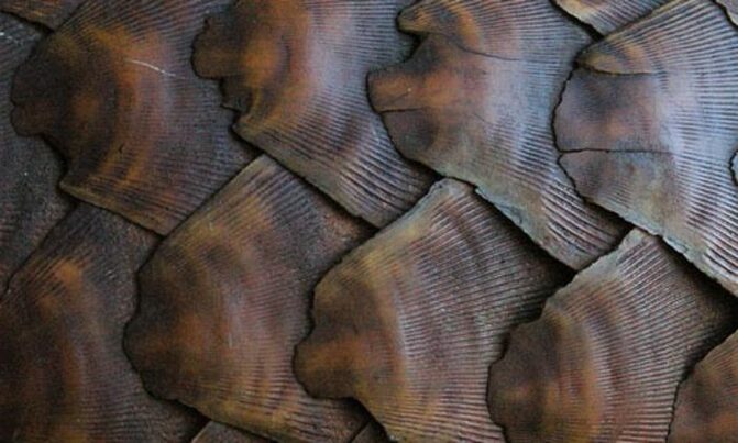 Two charged, remanded over pangolin scales worth sh1.1b Two charged, remanded over pangolin scales worth sh1.1b