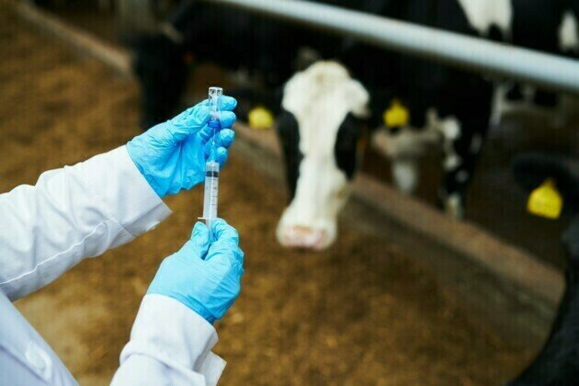 Australia develops world-first foot and mouth vaccine to protect livestock