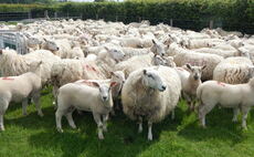 RamCompare progeny project seeks new commercial sheep flocks