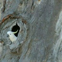 Making younger trees age faster could create more homes for wildlife - and it can be done without chainsaws