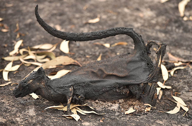   dead marsupial is seen in a burntout forest on angaroo sland