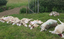 Government takes 'significant step' by supporting new livestock legislation