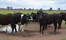  A new guide from MLA details the correct protocols for loading and transporting livestock. Picture Mark Saunders.