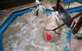 New initiative to tackle waste sheep dip disposal 