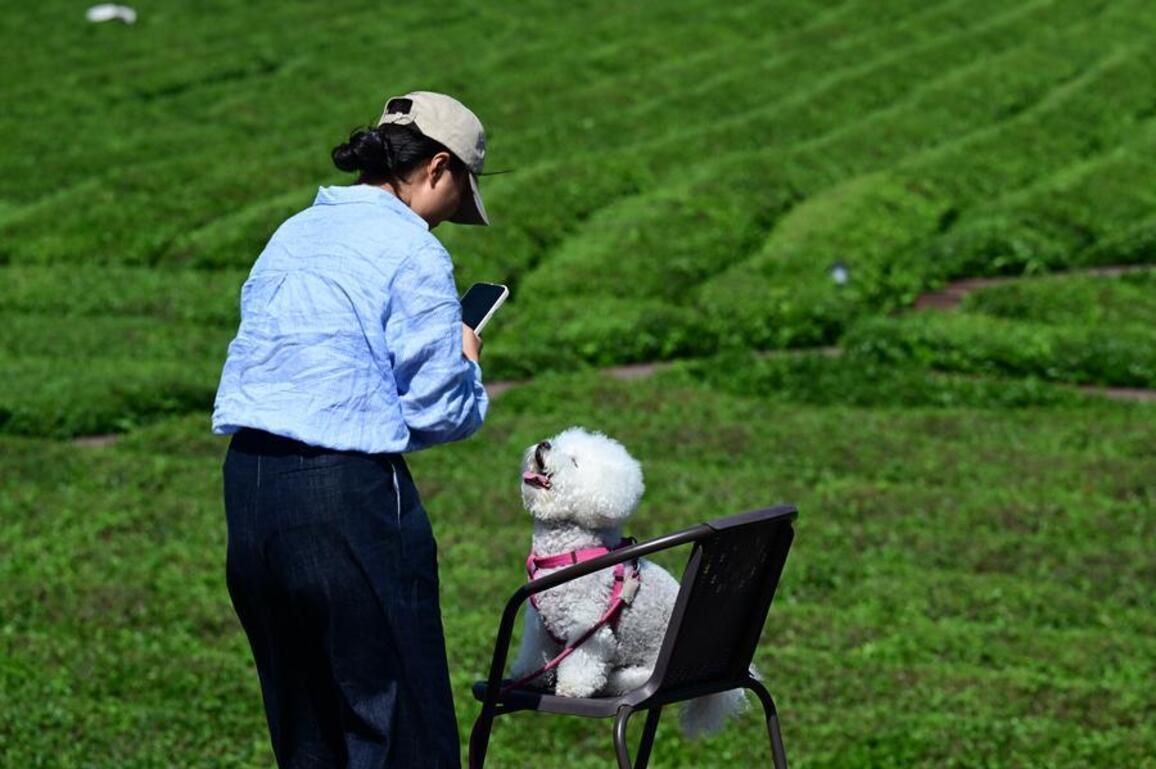 GLOBALink | Luxi Village in E China's Anhui boosts tourism by integrating tea cultivation with scenic leisure facilities