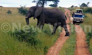 Elephant1 350x210