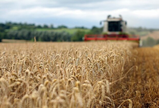 African state bars largest EU supplier from wheat tender Reuters